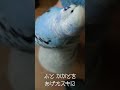 セキセイインコのそらちゃんが、いつもいるところ shorts