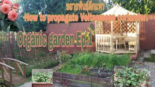 Organic garden Ep.1 ขยายพันธุ์ผักแพวแบบไม่ถอนรากถอนโคน How to propagate Vietnamese coriander.