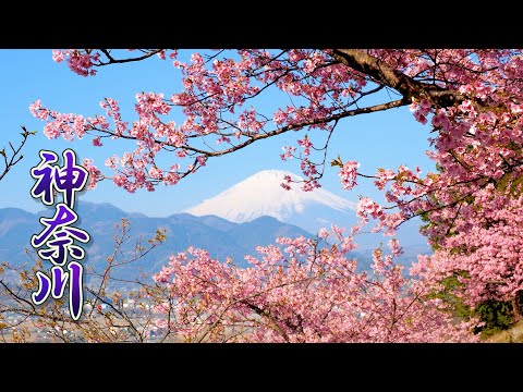 【Cherry blossoms】 Kawazu-zakura in KANAGAWA. #4K​ #河津桜　#松田山 #三浦海岸