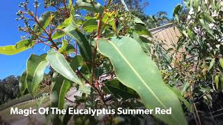 Aussie Tree Chaser : How To Plant A Eucalyptus Summer Red