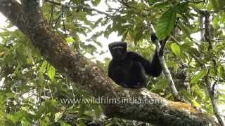 The Hoolock - a rare gibbon from north-east India