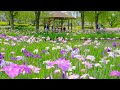 2022花しょうぶ【四季の里公園】（茨城県守谷市） 4k