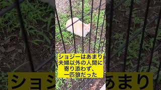 本当にあった猫の恩返しPART4#shorts