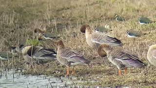 Tundra bean geese \u0026 pink-footed geese - Welney 14/02/22