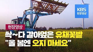 [현장영상] 오죽하면 갈아엎겠어요? 올봄에는 제발 유채밭에 오지 마세요 / KBS뉴스(News)