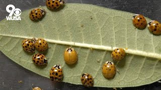 VERIFY: Yes, these small ladybug lookalikes can be harmful for your pet