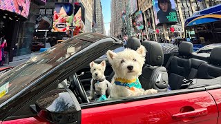 The coolest Doggos in NYC? | Tour of Manhattan in a Convertible Car