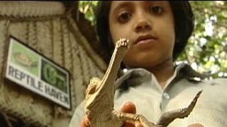 Saving crocodiles from extinction: The Crocodile Bank, Chennai (Aired: Oct 2003)