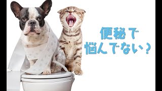 【犬・猫の便秘にお困りの飼い主様・必見！】無添加の食物繊維でサポート「スッキリ・繊維」