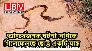 আশ্চর্যজনক ঘটনা সাপকে গিলেফেলছে ছোট্ট একটি মাছ