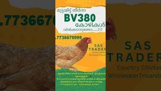 #bv380 #chicken #chickenbreed #chickenvariety