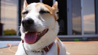 パパの久々の帰宅が待ち遠しい犬【ジャックラッセルテリアのミラ】　Mira Jack Russell Terrier