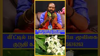 வீட்டில் பணம் சேர எளிய மூலிகை #vasiyamai #cashflow #astrology