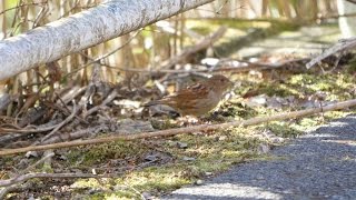 宮ヶ瀬湖 早戸川林道のカヤクグリ　その１３（4K動画）