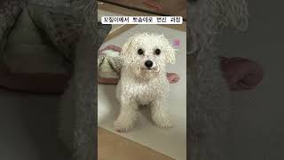 엄마 눈에는 꼬질한게 왜 더 이쁠꼬 #강아지일상 #김가루 #사고뭉치 #강아지간식 #강아지브이로그