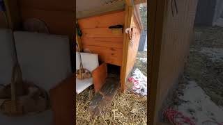 Duck coop / pen winter adjustments