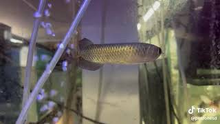 🐉 Jardini Arowana (Scleropages jardinii) 🐉