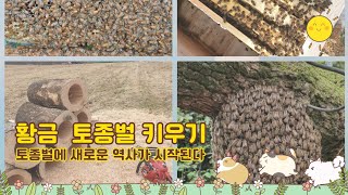 황금 토종벌 봄벌 깨우기