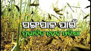 ଓଡ଼ିଶାକୁ ପଙ୍ଗପାଳ ଆସିବା ନେଇ କେନ୍ଦ୍ରର ସୂଚନା ପରେ ବୈଠକ