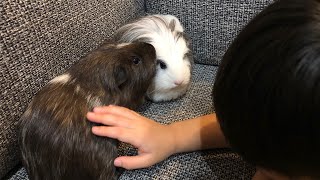 ソファで息子と戯れるモルモット【guinea pig ＆ son】