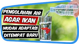 Cara Pengolahan Air Bersih Sederhana Agar Ikan Mudah Adaptasi Ditempat Lain