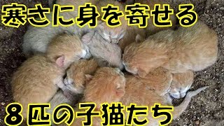 寒さに震える8匹の子猫。保護されるとあまりにも癒される姿を見せてくれる。