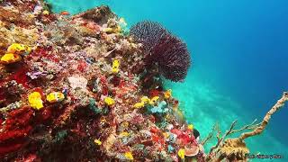 Dive in Hukurila Cave - Ambon Island - Maluku Islands - Indonesia