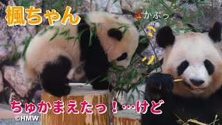 【もふもふ赤ちゃんパンダ🍁楓浜もにょもにょ😬かぷっでも落下😅】ほぼおちりだけど動きに注目