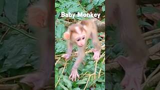 កូនស្វាគួរឲ្យស្រឡាញ់។ #monkey #videoshort #youtubeshorts #cutemonkey #lovelymonkey #likemonkey #baby