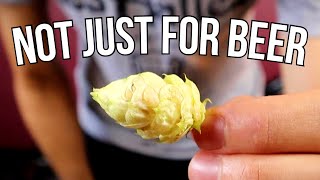 What Are HOPS? (And what to do with them besides making beer?) - Amazing Plants