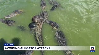 Avoiding gator attacks: Glades County experts share crucial tips