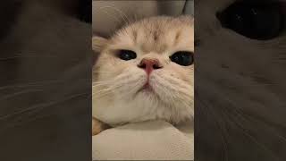 Adorable Cat Meowing Compilation 🐱💖 | Heartwarming #Shorts You Can't Miss #meow