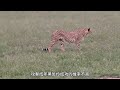 草原殺手獵豹五兄弟，橫掃整個大草原，將上百公斤重的角馬輕鬆拿下 動物世界 獵豹 角馬