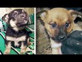 These Ukrainian Soldiers Are Caring for Puppies