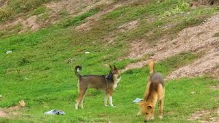 Indian pariah   Kelpie   Hierran wolfdog happy play in the village funny dogs cute dogs