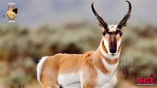 SD-SCI Pronghorn Update for 2018