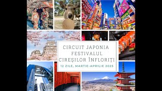 Circuit premium in Japonia la Sakura