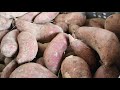 necp purple sweet potatoes part 3