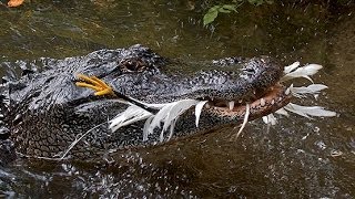 ALLIGATORS USE TOOLS TO HUNT BIRDS