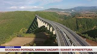 CRONACA. SICIGNANO - POTENZA, ANIMALI VAGANTI: SUMMIT IN PREFETTURA