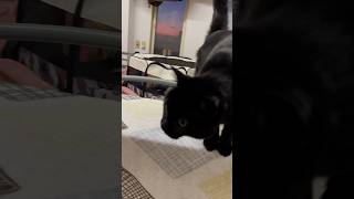 黒猫バロンと朝焼け🐈‍⬛black cat【猫動画】