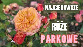 Przegląd róż parkowych w Żywym Katalogu Róż 03.06.24