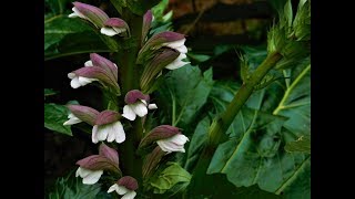 ACANTO (Acanthus mollis)