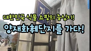 대한민국 식물쇼핑의 중심지! 양재화훼단지에 가다!🌱 1편