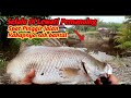 Fishing for barramundi using a float in the mouth of live shrimp bait | Barramundi Fishing