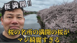 【絶景】埼玉県の桜満開名所！３年ぶりにさくらまつり開催！