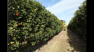 SHD Citrus Mechanical Harvesting | 2021 Florida, US