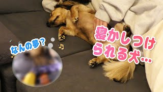 【ミニチュアダックスフンド】赤ちゃんように寝かしつけられて甘える犬に癒された…