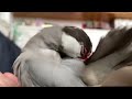 羽繕いするもおててベッドの誘惑に負けてしまう文鳥　java sparrow