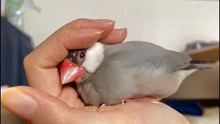 羽繕いするもおててベッドの誘惑に負けてしまう文鳥　java sparrow